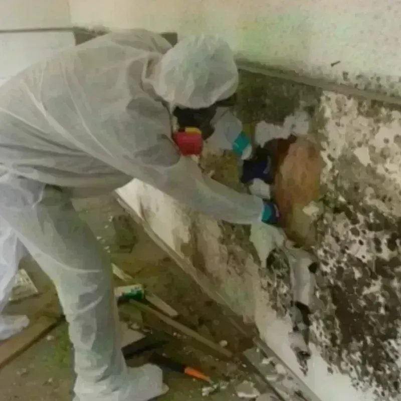 Mold Remediation and Removal in Vinton, VA